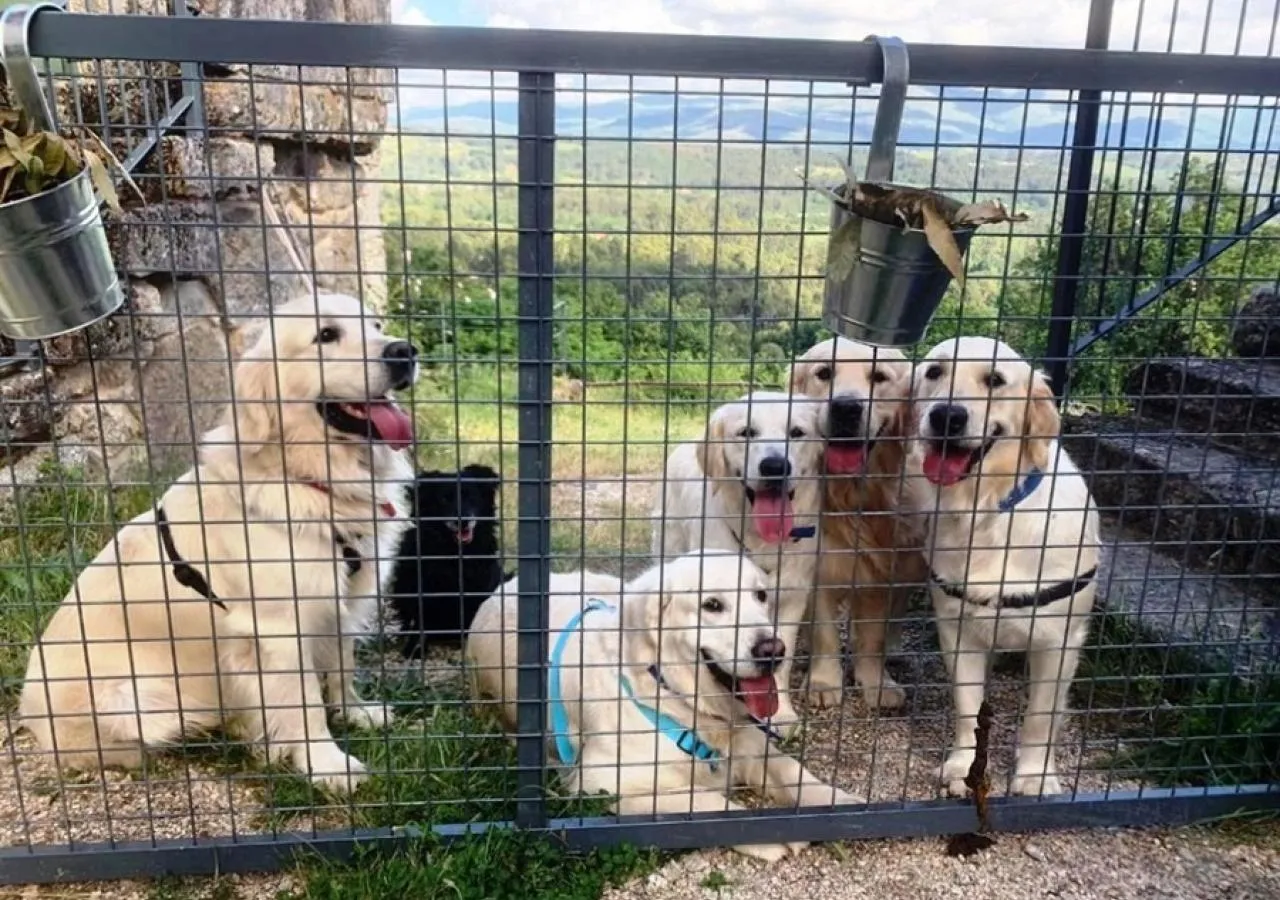 perros buenos y guapos todos-5457